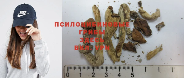 хмурый Абаза